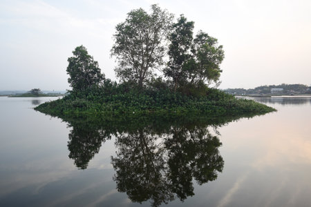 Landscape of mangrove trees in the reservoirat sunrise.の写真素材