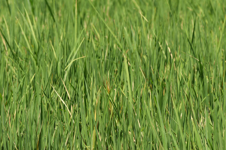 Green rice field background and texture, closeup of green rice fieldの写真素材