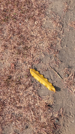 Yellow leaf on the ground with dry grass in the background, top viewの写真素材