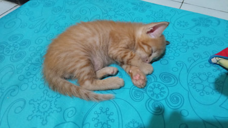 cute little ginger kitten sleeping on the mattress with blue sheetの写真素材