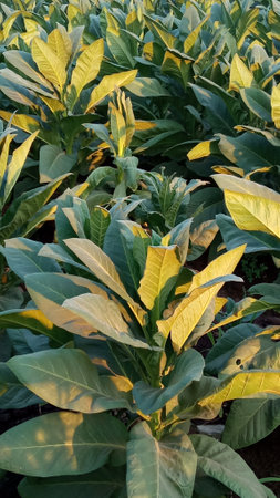 tobacco plant in the field, close up of tobacco leavesの写真素材