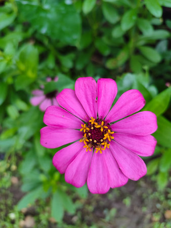 pink zinnia flower in the garden with green leaf backgroundの写真素材