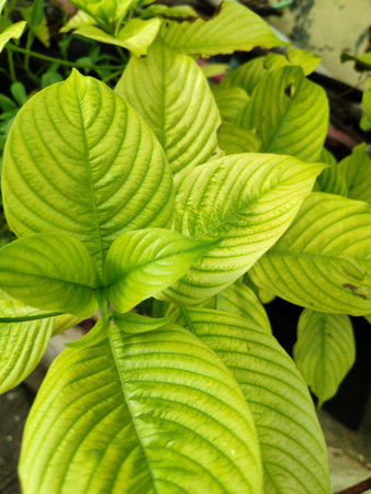 Close up of green leaves of Queen Sirikit plant in potの写真素材