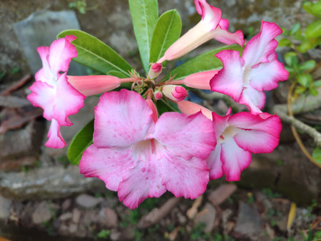 Desert rose, Impala Lily or Mock Azalea flowerの写真素材