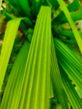 Close up of a green palm leaf in the garden, Indonesia.
