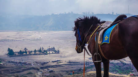A horse seeing Pura Luhur Poten in Bromoの写真素材