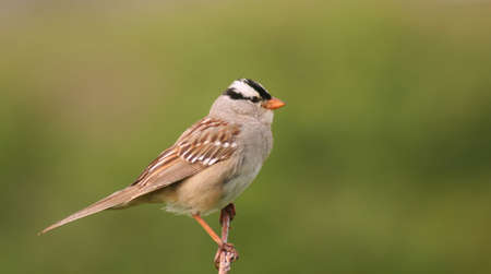 white-crowned sparrow leucophrys zonotrichiaの写真素材