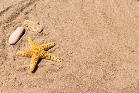 Background: sea star and shells on the sand of the seaの写真素材