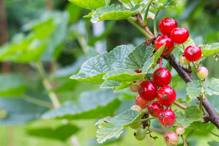 close up of red currant fruits on the tree