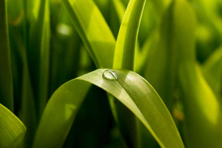 Close-up of water drop on green leafの写真素材