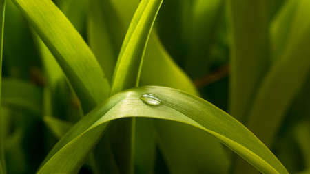 Close-up of water drop on green leafの写真素材