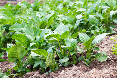 close up of young potato plants in the garden