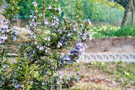 close-up of rosemary plant with flowersの写真素材