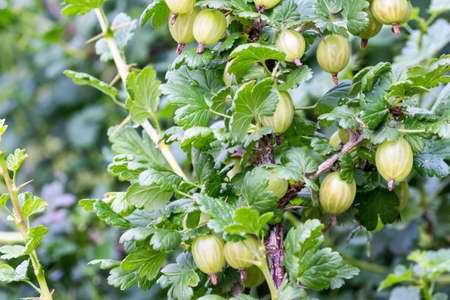 close-up of fruits of gooseberry in the plantの写真素材
