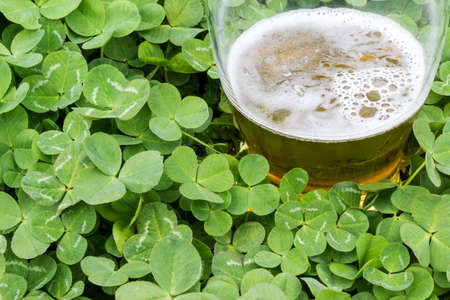 Close-up of shamrock  bush with beer glassの写真素材