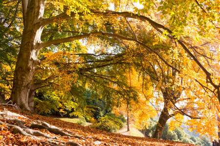 Autumn scene with trees and leaves of beautiful colorsの写真素材