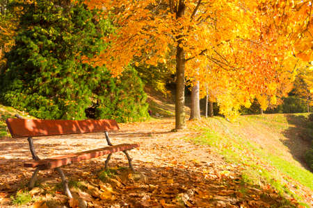 Autumn scene with trees and leaves of beautiful colorsの写真素材