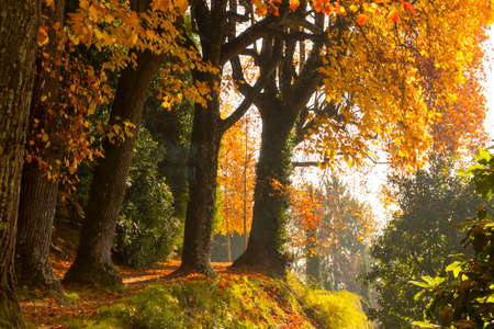 Autumn scene with trees and leaves of beautiful colorsの写真素材