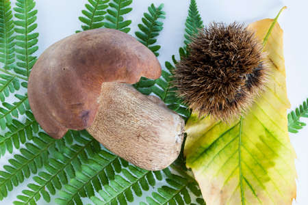 boletus mushroom with sprout on a white backgroundの写真素材