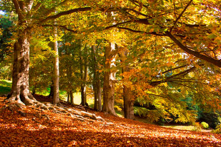 Autumn scene with trees and leaves of beautiful colorsの写真素材