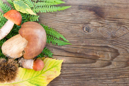 mushrooms boletus and leccinum on wood backgroundの写真素材