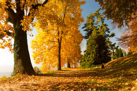 Autumn scene with trees and leaves of beautiful colorsの写真素材