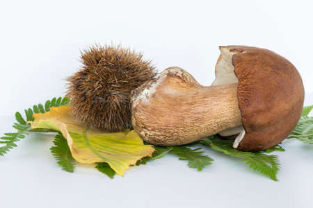 boletus mushroom with sprout on a white backgroundの写真素材
