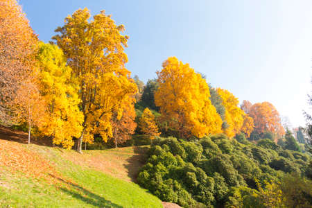 Autumn scene with trees and leaves of beautiful colorsの写真素材