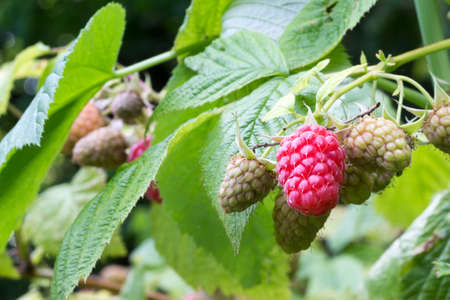 close-up of red raspberry on plant varieties Tulameenの写真素材