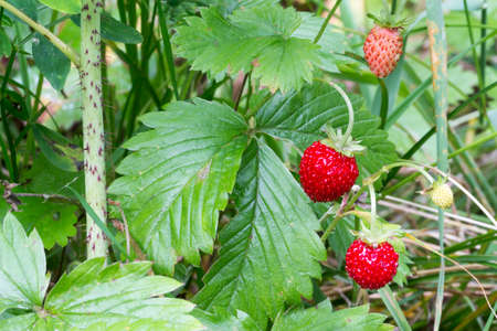 close-up of wild strawberries on the plantの写真素材
