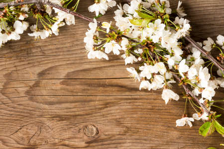 Branches and cherry flowers on wooden background