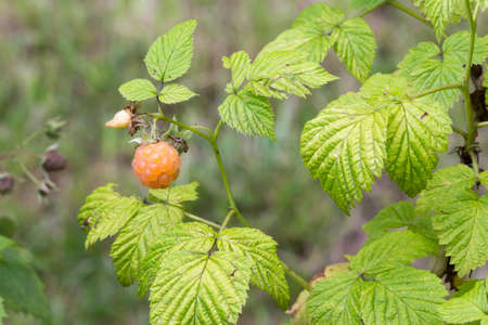 close-up of white raspberries on the plantの写真素材