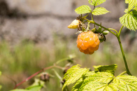 close-up of white raspberries on the plant