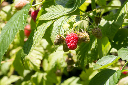 close-up of red raspberry on plant varieties Tulameen