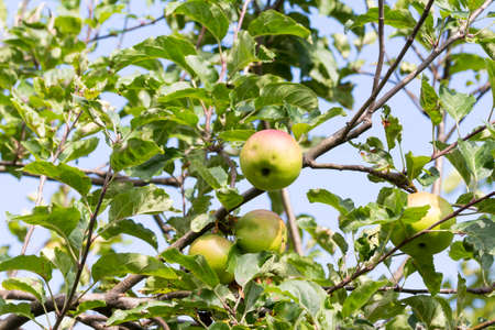 Tree with quality Braeburn apples