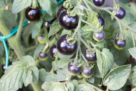 Black tomatoes plant in the vegetable gardenの写真素材
