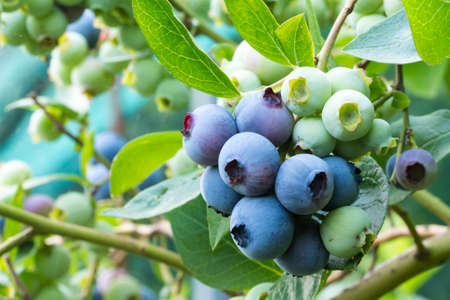 close-up of blueberry varieties Patriot on the plantの写真素材