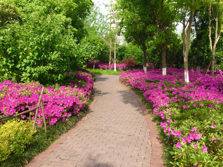 The garden pathの写真素材