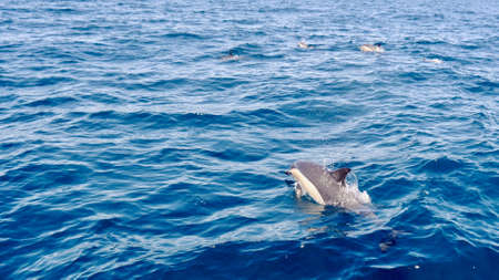 Bottle nosed dolphin on north coast of New Zealandの写真素材