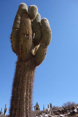 big Cactus in Pucara de tilcara, Jujuy, Argentina. desert landscapeの写真素材