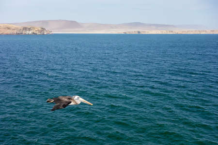 Pelican flying over the sea in Paracas National Reserve. Pacific ocean in the coast of Ica, Peruの写真素材