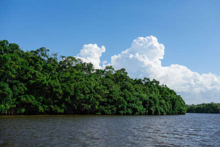 tropical river coastal vegetation in brazilian nature, mangrove ecosystemの写真素材