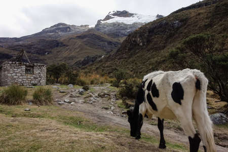 Cow on the valley of Huascaran mountains, on Huaraz, Peruvian Andesの写真素材