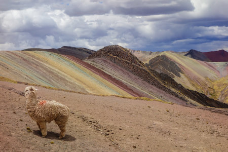 llamas in Palccoyo rainbow mountains, in Cusco, Peru. Colorful landscape in the Andesの写真素材