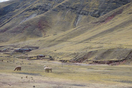 llamas and sheeps grazing on the andes mountains, in Cusco, Peru. amazing Mountain landscapeの写真素材