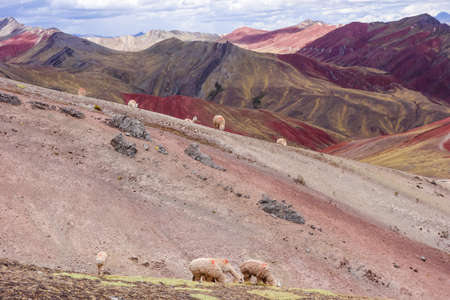 llamas in Palccoyo rainbow mountains, in Cusco, Peru. Colorful landscape in the Andesの写真素材