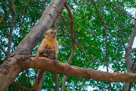 brazilian capuchin monkey on a mangrove forest areaの写真素材