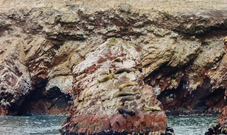 sea lions at Ballestas Islands, seascape on the coast of Paracas, Peruの写真素材