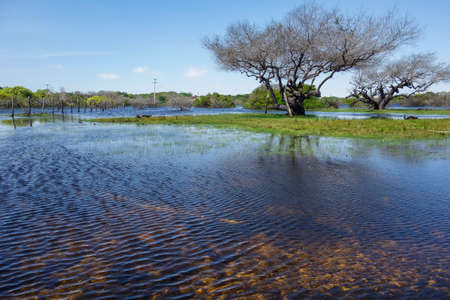 swampy wetland of flooded river, tropical estuary brazilian landscapeの写真素材