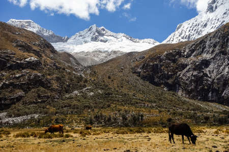 Cow on the valley of Huascaran mountains, on Huaraz, Peruvian Andesの写真素材